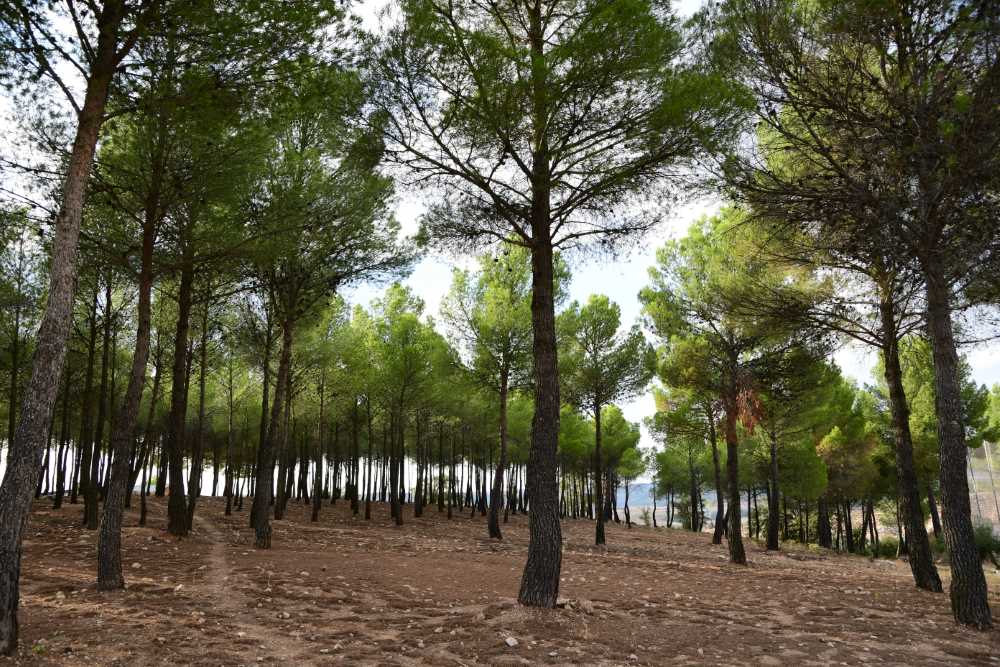 casarte rodeado de naturaleza